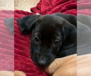 Labrador Retriever-Unknown Mix Dogs for adoption in pomfret, CT, USA