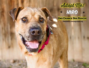 Chinese Shar-Pei-Mastiff Mix Dogs for adoption in Queen Creek, AZ, USA