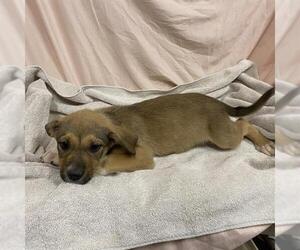 German Shepherd Dog-Unknown Mix Dogs for adoption in Modesto, CA, USA