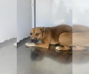 American Pit Bull Terrier Dogs for adoption in Stockton, CA, USA