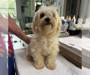 Maltese Dogs for adoption in Benton, LA, USA