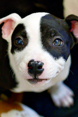 Medium Photo #1 American Pit Bull Terrier-Bull Terrier Mix Puppy For Sale in Kanab, UT, USA