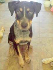 Australian Cattle Dog-Unknown Mix Dogs for adoption in Denton, TX, USA