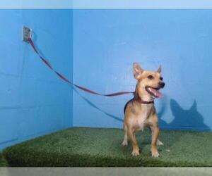 Chihuahua Dogs for adoption in Orlando, FL, USA