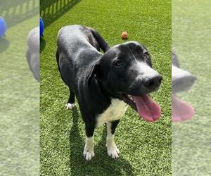 Labrador Retriever-Unknown Mix Dogs for adoption in Baytown, TX, USA