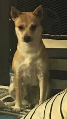 Chihuahua-Shiba Inu Mix Dogs for adoption in Midland, TX, USA