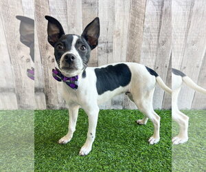 Chihuahua-Unknown Mix Dogs for adoption in Corona, CA, USA