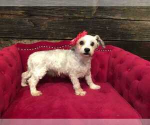 Havanese Dogs for adoption in CORNING, NY, USA