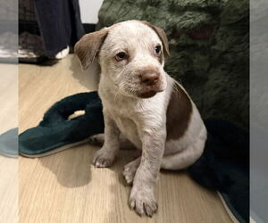 Mutt Dogs for adoption in Brooklyn, NY, USA