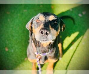 Black and Tan Coonhound-Unknown Mix Dogs for adoption in Orlando, FL, USA