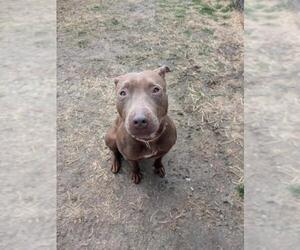 American Pit Bull Terrier-Bull Terrier Mix Dogs for adoption in Saginaw, MI, USA