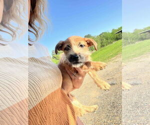 Border Terrier-Unknown Mix Dogs for adoption in Shreveport, LA, USA