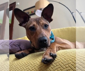 Boxer-Unknown Mix Dogs for adoption in Germantown, OH, USA