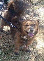 Dorgi Dogs for adoption in Los Angeles, CA, USA