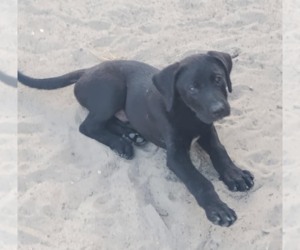 Labrador Retriever-Unknown Mix Dogs for adoption in Fenton, MO, USA