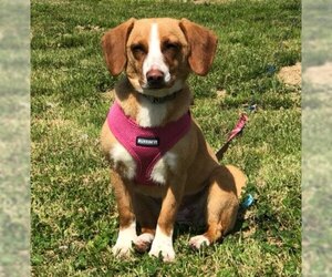 Doxle Dogs for adoption in Attalka, AL, USA