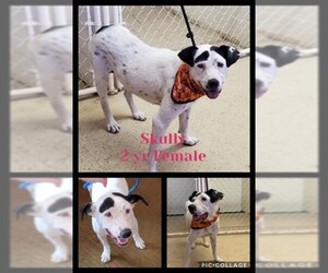 Boxador Dogs for adoption in Gilbert, AZ, USA