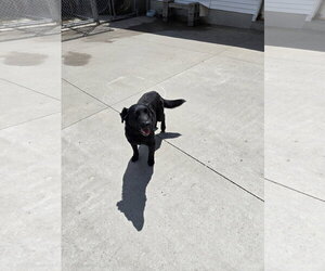 Mutt Dogs for adoption in Maquoketa, IA, USA