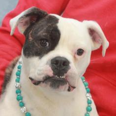 Bull-Boxer Dogs for adoption in Garfield Heights, OH, USA