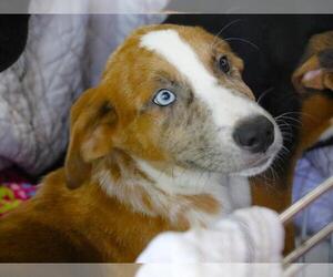 American Staffordshire Terrier-Plott Hound Mix Dogs for adoption in Tallahassee, FL, USA