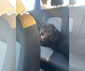 Rottweiler Dogs for adoption in New Orleans, LA, USA