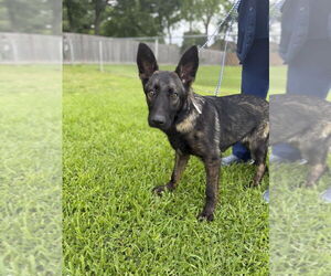 German Shepherd Dog-Unknown Mix Dogs for adoption in Imlay City, MI, USA