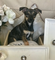 Chihuahua-Unknown Mix Dogs for adoption in Redding CA, CA, USA