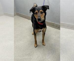 German Shepherd Dog-Unknown Mix Dogs for adoption in Las Vegas, NV, USA