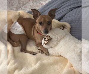 Chihuahua Dogs for adoption in San Jose, CA, USA