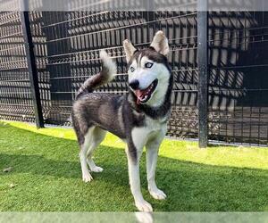 Siberian Husky Dogs for adoption in Orange, CA, USA