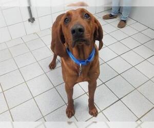 Redbone Coonhound Dogs for adoption in Canfield, OH, USA