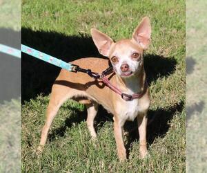 Medium Photo #1 Chihuahua Puppy For Sale in Bandera, TX, USA