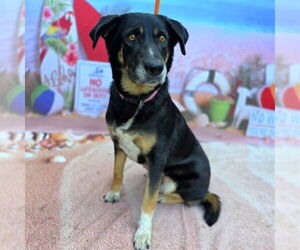 Australian Shepherd-German Shepherd Dog Mix Dogs for adoption in Long Beach, CA, USA