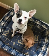 French Bullhuahua Dogs for adoption in Pawtucket, RI, USA