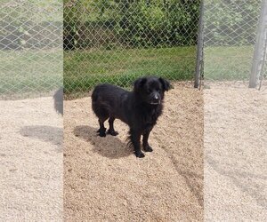 Chow Chow-Unknown Mix Dogs for adoption in Maquoketa, IA, USA