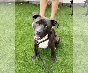 American Staffordshire Terrier-Unknown Mix Dogs for adoption in Perth Amboy, NJ, USA