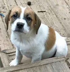 Boxador Dogs for adoption in Griffin, GA, USA
