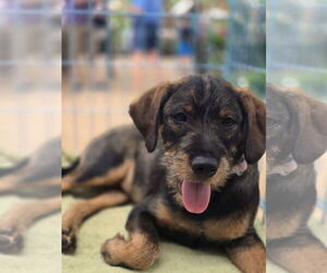 Mutt Dogs for adoption in Rosenberg, TX, USA