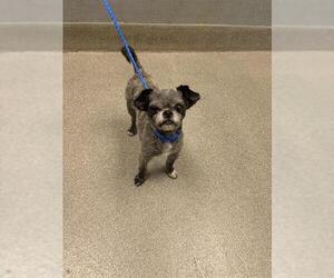 Shih Tzu-Unknown Mix Dogs for adoption in Las Vegas, NV, USA