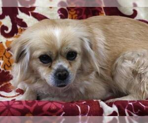 Pominese Dogs for adoption in Thief River Falls, MN, USA
