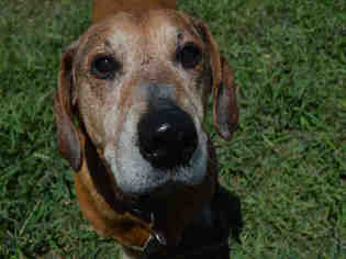 Basschshund Dogs for adoption in Olathe, KS, USA