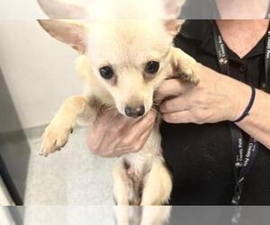 Chihuahua-Unknown Mix Dogs for adoption in Houston, TX, USA