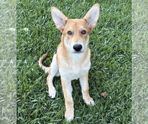 Mutt Dogs for adoption in Denton, TX, USA