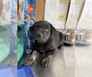 Sheprador Dogs for adoption in Bolivar, MO, USA