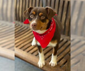 Australian Shepherd-Beagle Mix Dogs for adoption in Warrenton, VA, USA