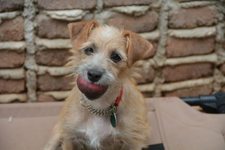 Small Norwich Terrier Mix