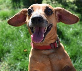 Dachshund Dogs for adoption in Prosser, WA, USA