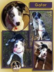 Catahoula Leopard Dog Dogs for adoption in Malakoff, TX, USA