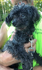 Poodle (Toy) Dogs for adoption in Park Falls, WI, USA