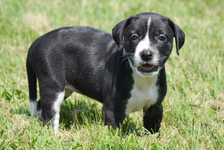 Borador Dogs for adoption in Hockessin, DE, USA
